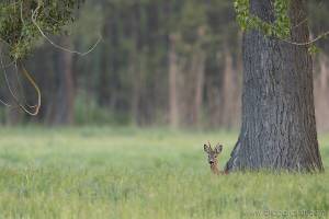 [FRENCH] Toujours autour de la maison : ce jeune brocard vient faire un tour le matin avant de regagne le bois pour la journée.
.
[ENGLISH] Around home, this young roebuck came close in the morning before going back to woods for the day.