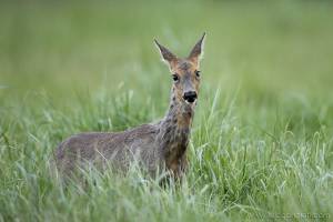 [FRENCH] Chevrette cherche coiffeur.
La robe d'hiver laisse progressivement sa place au beau poil d'été !
.
.
[ENGLISH] Roedeer looking for a hairdresser.
Progressively, winter fur is replaced by beautiful summer fur.