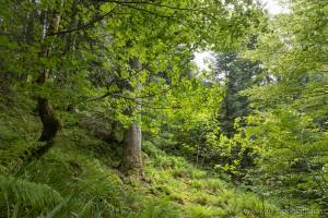 Paysage forêt Xonrupt-Longemer vers Roche des vieux Chevaux