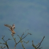 Accouplement de faucons crécerelle (Falco tinnunculus)