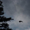 Grand corbeau en vol (Corvus corax)