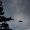 Grand corbeau en vol (Corvus corax)