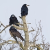 Corbeau Freux (Corvus frugilegus)