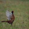 Faison de colchide (Phasianus colchicus)