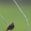 Pipit des arbres (Anthus trivialis)