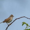 Fauvette Grisette (Sylvia communis)