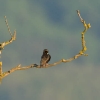 Etourneau sansonnet (Sturnus vulgaris)