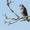 Buse variable (Buteo buteo)