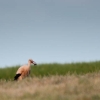 Cigogne blance avec rongeur (Ciconia ciconia)