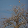 Buse au somment d\'un arbre (Buteo buteo)