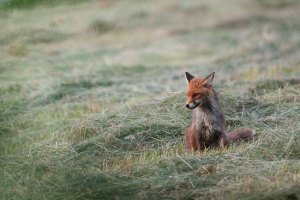 2009-06-02_renard_soir_008